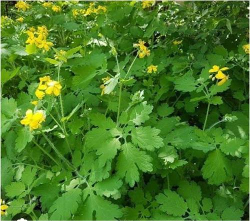 Kırlangıç Otu Tohumu 10 Adet