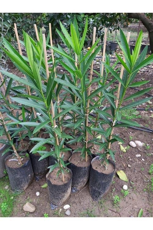 Videolu Pembe Zakkum (40 60 Cm)1 Adet Saksılı/ Tüplü Dış Mekan Bitkisi Nerium Oleander
