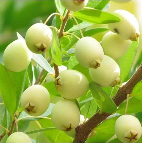 Beyaz Mersin Fidanı (beyaz Murt) Fidesi 3adet