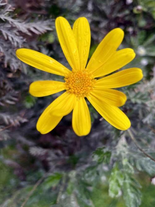 Videolu Sarı Çalı Papatyası Çiçeği Fidanı 23-40 Cm Saksılı Çiçekli Bodur Bitkiler Euryops Pectinatus