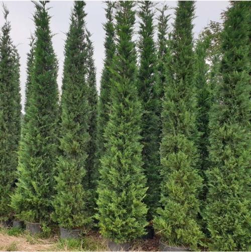 Selvi Leylandi Çam Fidanı Tüplü 60-80 Cm
