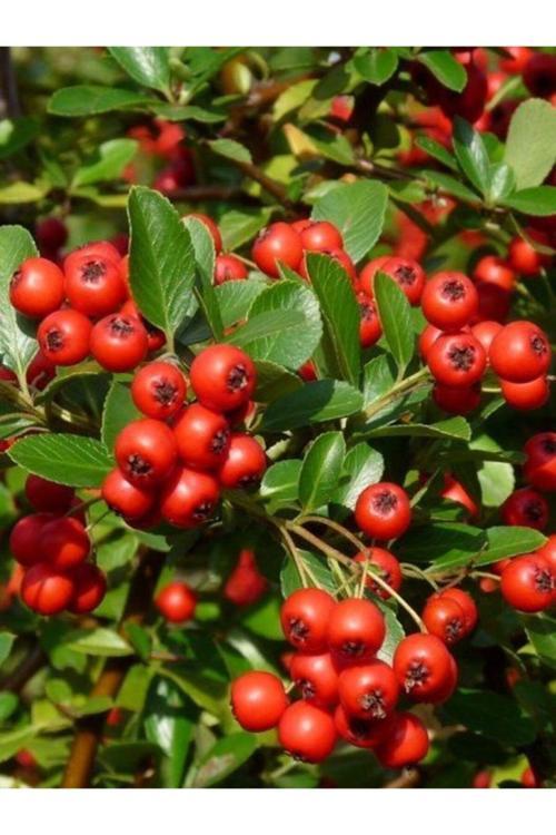 Kırmızı Ateş Dikeni Pyracantha Red Column, Saksıda