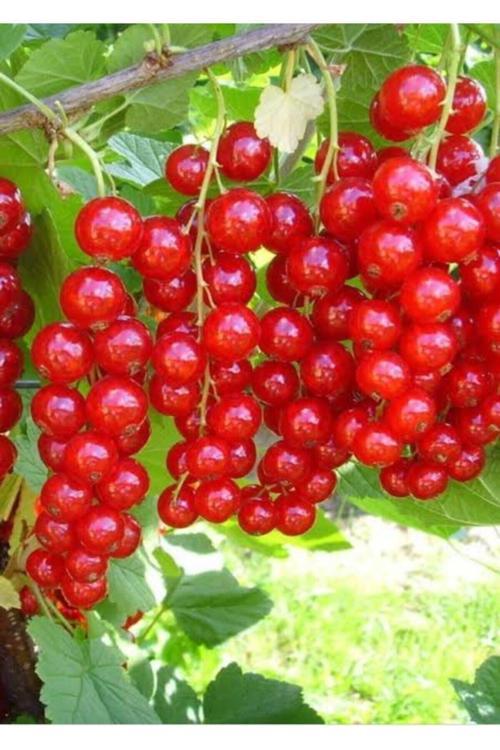 Kırmızı Frenk Üzüm Fidanı