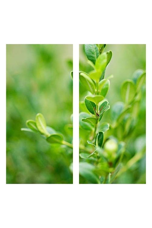 Videolu Şimşir Çalı 30-40 Cm Saksılı/tüplü Dış Mekan Bitkileri (BUXUS MİCROPHYLLA 'FAULKNER')