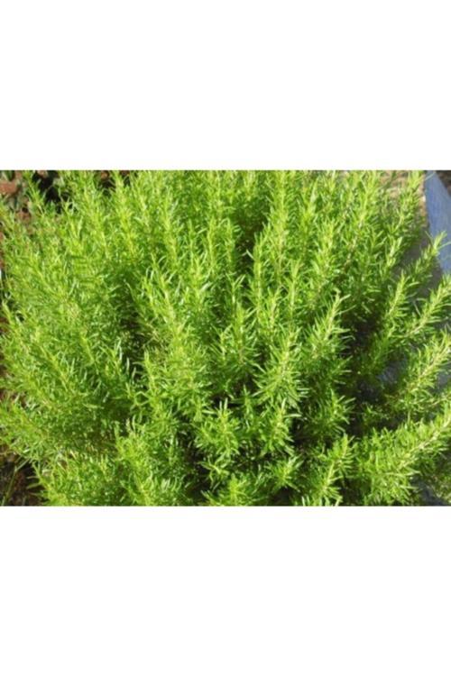 Biberiye (kuş Dili) Rosmarinus Officinalis