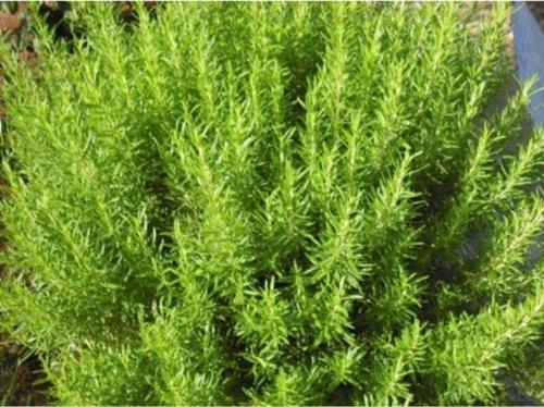 Biberiye (kuş Dili) Rosmarinus Officinalis