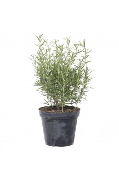 Biberiye Fidanı +30 cm