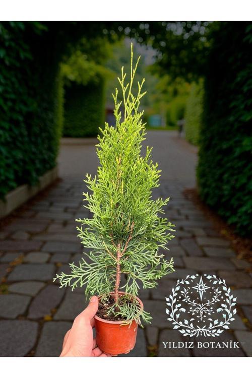 Smaragd Batı Mazısı Fidanı Thuja Occidentalis Smaragd Çam Ağacı 30-40 CM