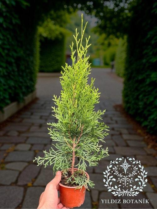 Smaragd Batı Mazısı Fidanı Thuja Occidentalis Smaragd Çam Ağacı 30-40 CM