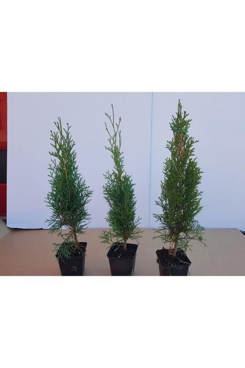 Smargat Mazı Fidanı 30-40 cm