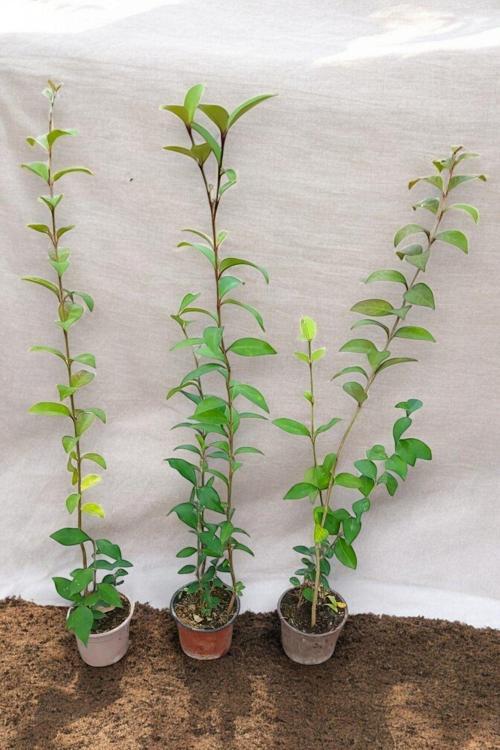 10 Adet Lüküstürüm Fidanı Kurtbağrı Çit Bitkisi 80-100 CM