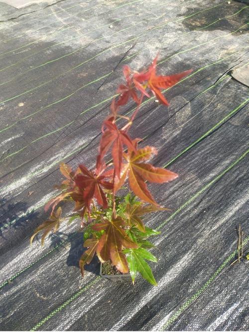 Kırmızı Japon Akçaağacı Fidanı - Acer Palmatum 40-60 cm