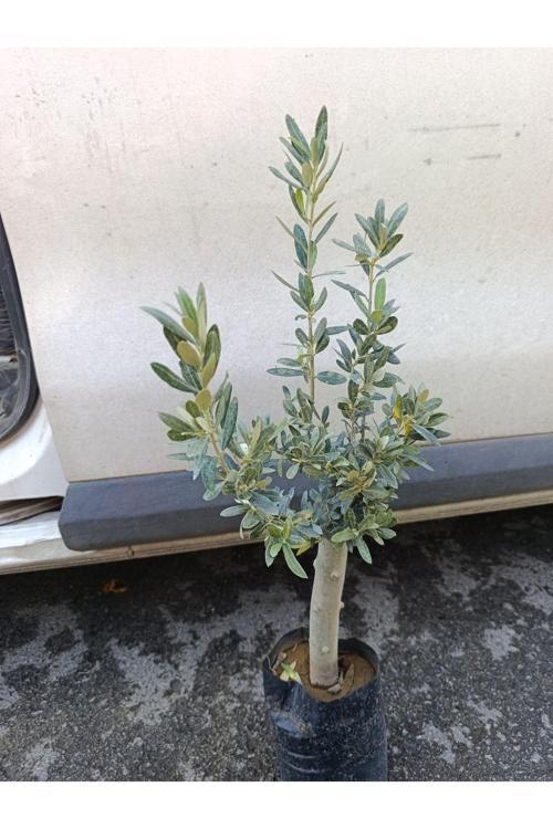 Soğuklara Dayanıklı Gemlik Tipi Zeytin Fidanı 2 Yaş