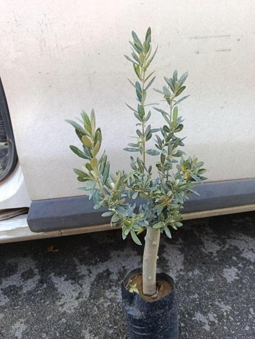 Soğuklara Dayanıklı Gemlik Tipi Zeytin Fidanı 2 Yaş