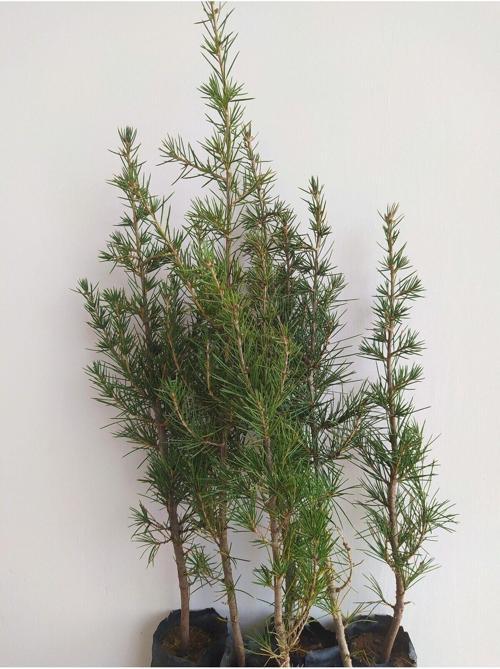 10 Adet Sedir Fidanı (Toros Sediri) 30-50 cm