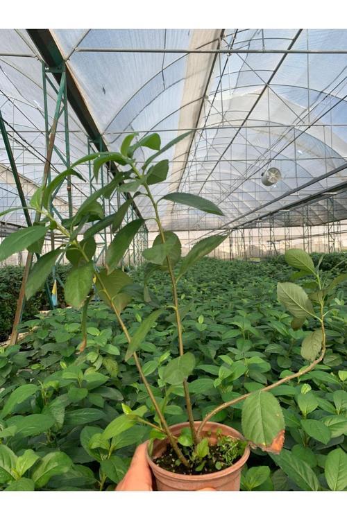 Viking Siyah Aronia Chokeberry Fidanı 1 Adet
