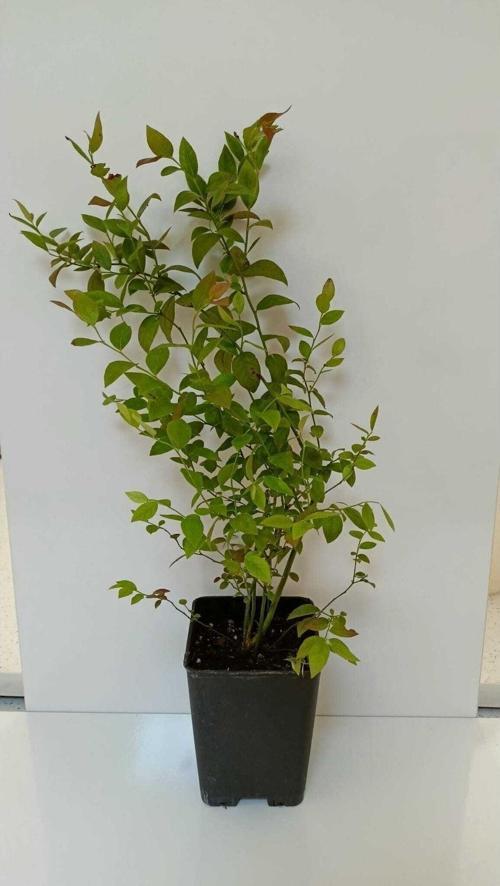 Yaban Mersini Fidanı 2 Yaşında Meyve Veren (Duke)