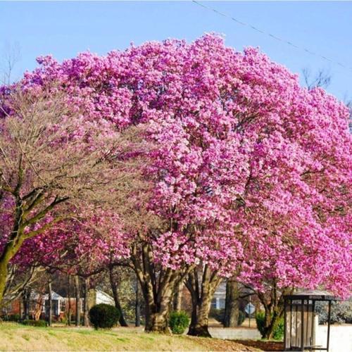 Şans Ağacı Pembe Çiçekli Kokulu Paulownia Fidanı