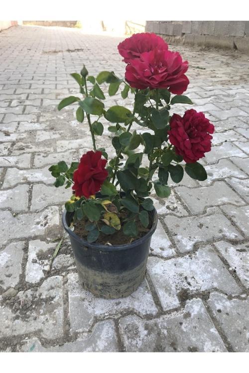 Kırmızı Yediveren Aşılı Gül Fidanı Saksıda Gerçek Resim