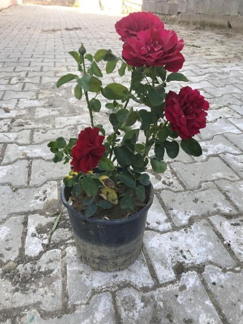 Kırmızı Yediveren Aşılı Gül Fidanı Saksıda Gerçek Resim