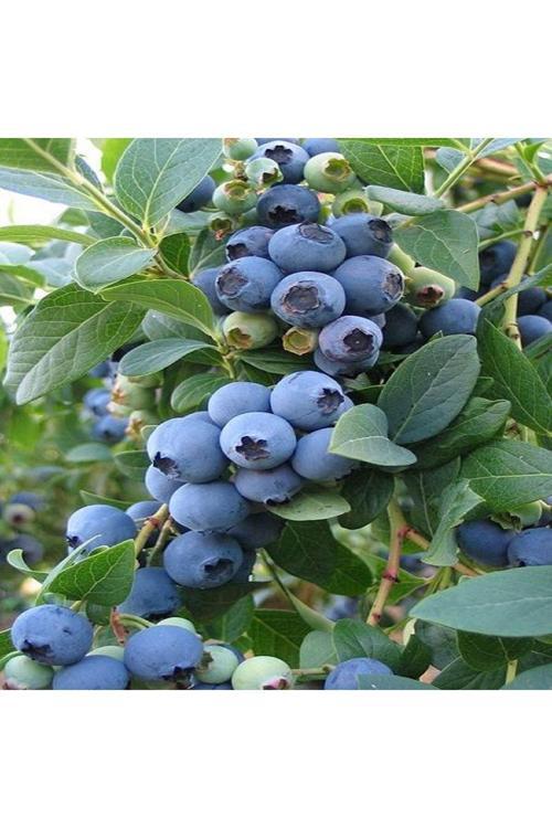 Yaban Mersini Fidanı Blueberry Bluecrop Saksıda