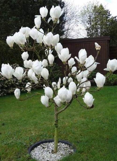 Yaprak Döken Manolya Beyaz Renk