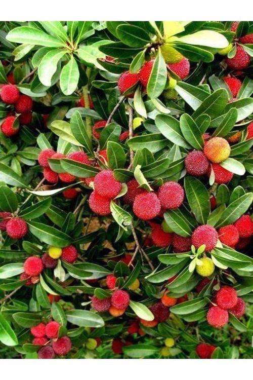 Kocayemiş Dağ Çileği Fidanı Arbutus unedo, 30-50 cm, Saksıda
