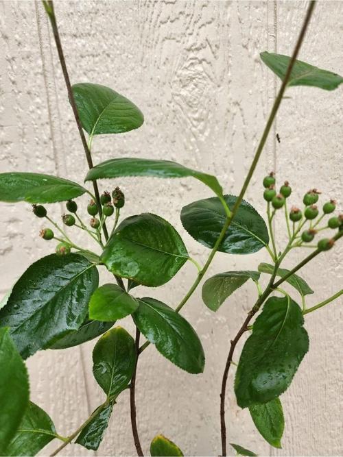 2 Adet Aronya Fidanı 30-50 cm 8'lik Saksıda