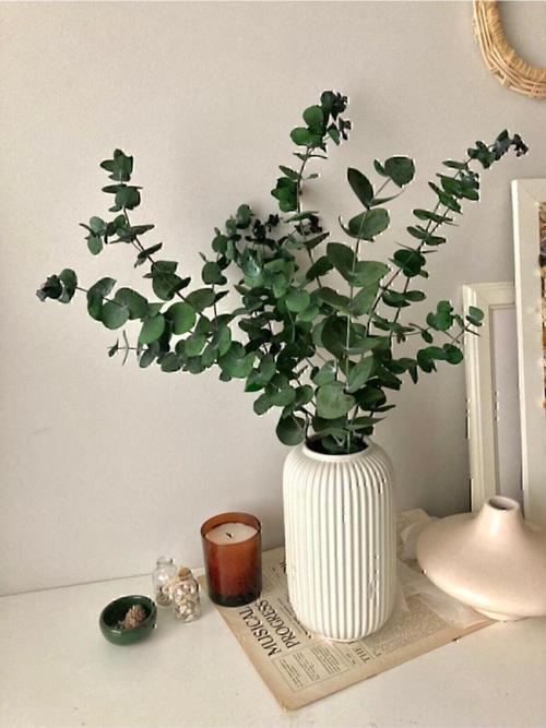 Yeşil Okaliptus Yaprak Şoklanmış (4-5-6 DAL)