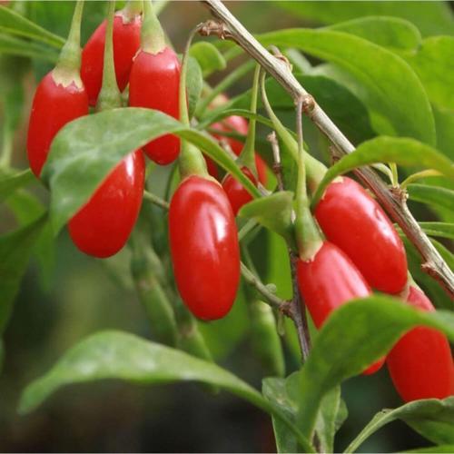 2 Adet Goji Berry Fidanı ( Nq7 ) Uzun Meyve Tüplü 1 Yaş 12 Ay Dikebilirsiniz....