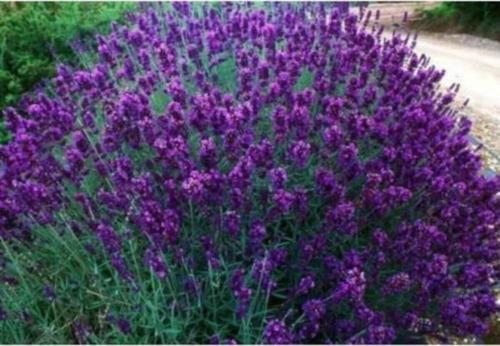 Lavanta Fidanı ( Kokulu ) ( Tüplü Veya Saksılı )lavanta Fidanı (