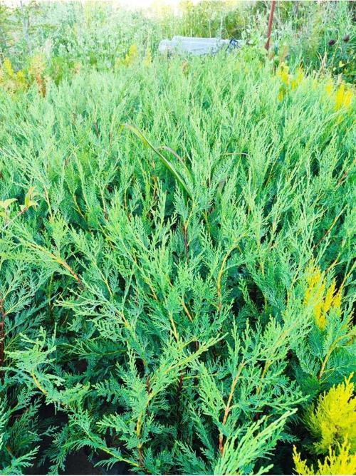 2 Adet Leylandi Fidanı 40-60 cm