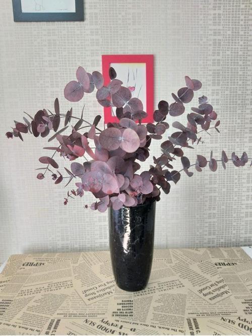 Şoklanmış Kırmızı Okaliptus 100 Gram