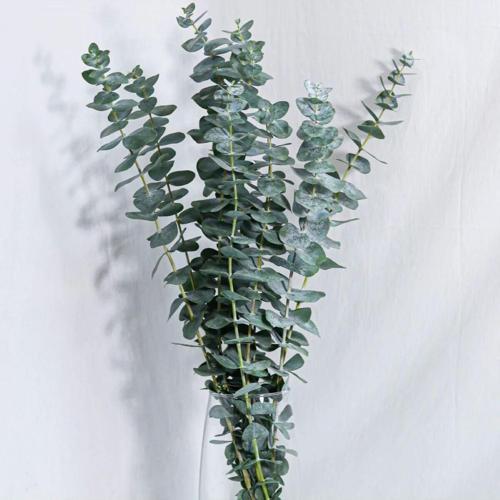 Şoklanmış Okaliptus Büyük Yapraklı Okaliptüs Demeti Kokulu