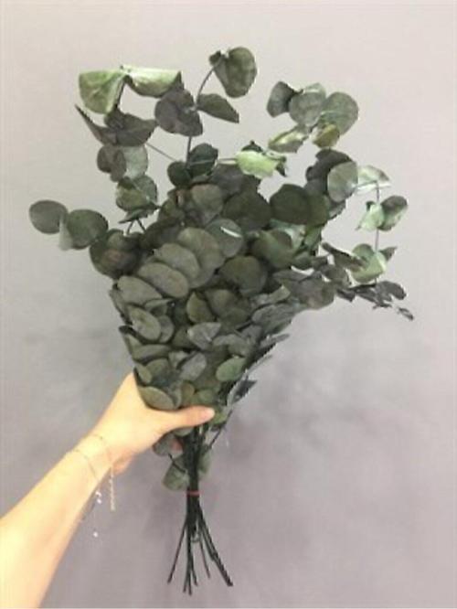 Şoklanmış Okaliptus Yaprak Kurutulmuş Okaliptus