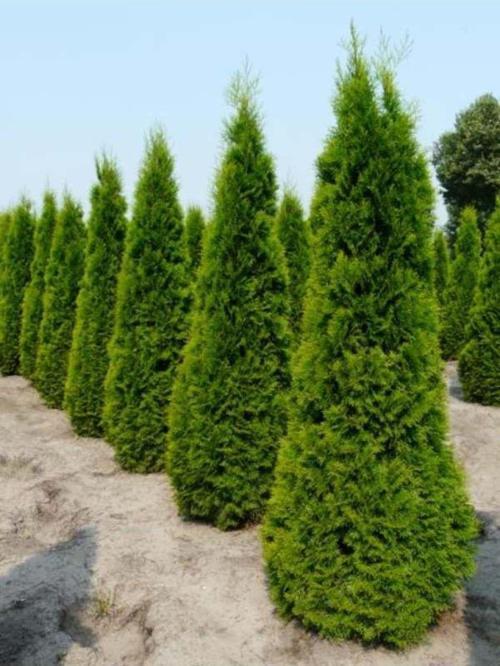 2 Adet Mazı Fidanı 30-40 cm (Smargat Cinsi)