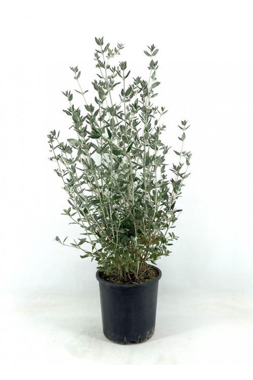 Zeytin Çalısı 40-50 Cm