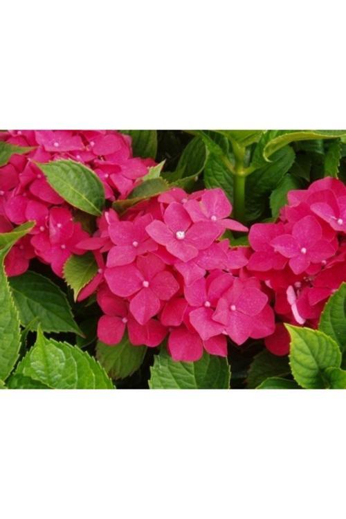 2 Adet Ortanca Fidanı Saksılı 20 Cm Karışık