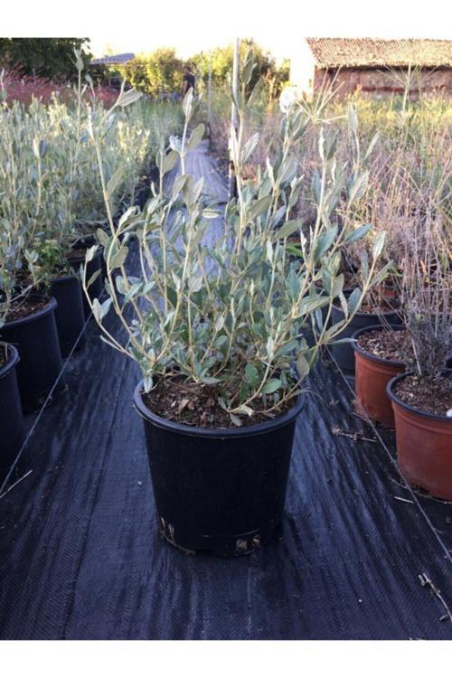 Zeytin Çalısı Bitkisi