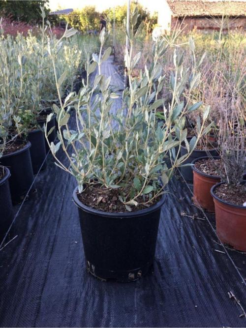 Zeytin Çalısı Bitkisi