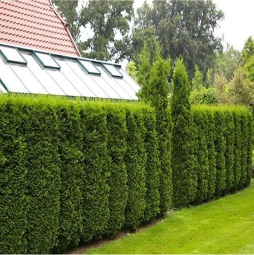2 Adet Tüplü Çit Mazı Çamı Fidanı Yaş 2 Boy 40-60cm