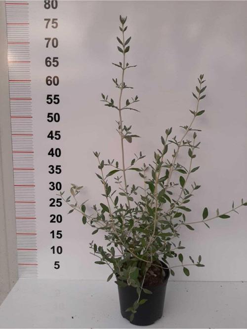 Teucrium Fruticans – Zeytin Çalısı– 2 Adet