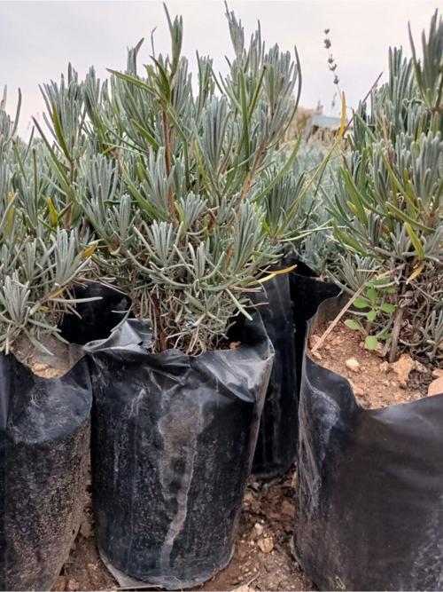 2 Adet Tüplü Saksılı Lavanta Fidesi Fidesi