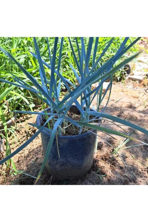 Leymus Arenarius Blue Dune Tuzçavdarı Fidanı
