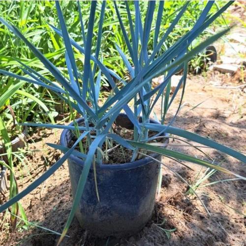 Leymus Arenarius Blue Dune Tuzçavdarı Fidanı