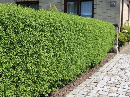 Ligustrum Kurtbağrı 25 Adet - Çit Bitkisi 70-90 cm