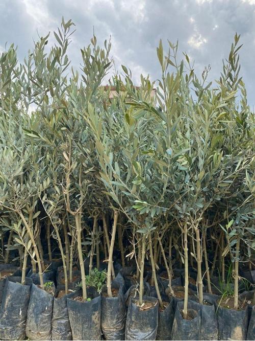 2 Yaş 1 Metre Uzunluğunda Gemlik Zeytin Fidanı