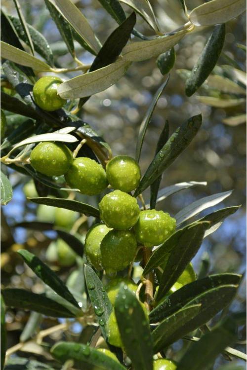 Trilye zeytin fidanı ( 5Adet) 2 yaşında