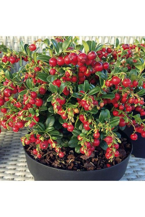 Turna Yemişi (Cranberry) Fidanı 9 cm saksıda