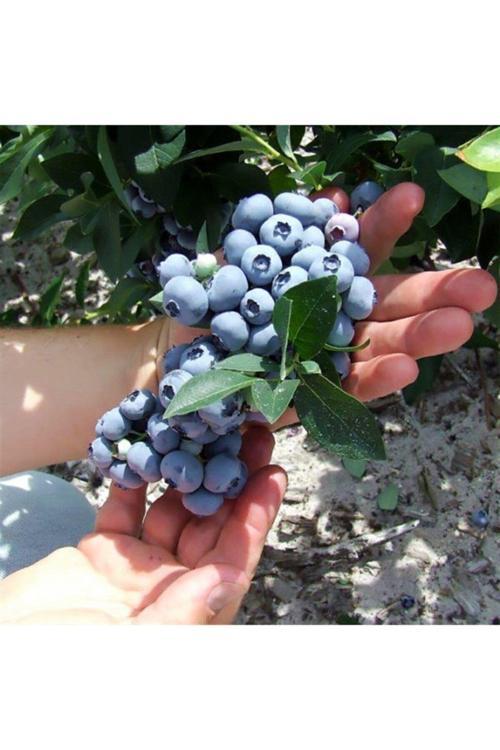 Lipaka Blueberry Yaban Mersini Fidanı 30-50 Cm